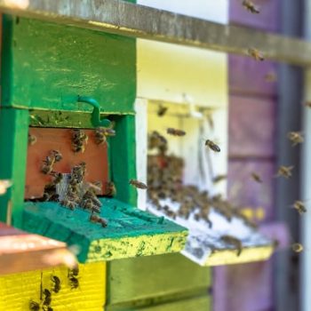bees-flying-to-beehives-in-many-colors-PGQ2HMJ